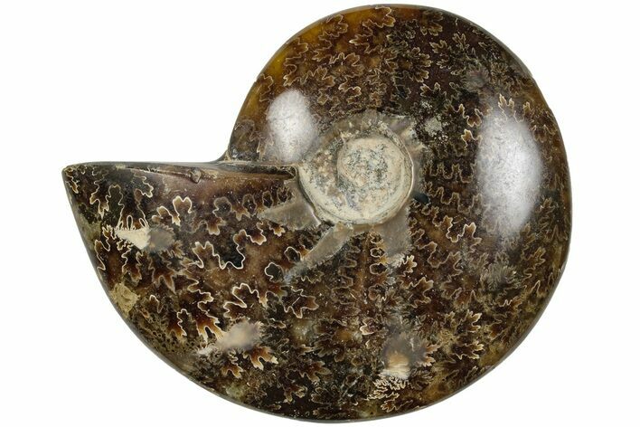 Polished Ammonite (Cleoniceras) Fossil - Madagascar #205100